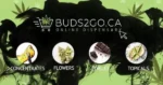 directory of marijuana dispensaries