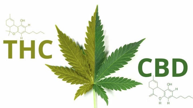 Marijuana Leaf comparing THC vs CBD