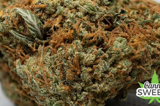 canna sweets blue dream strain reviews and dispensary review