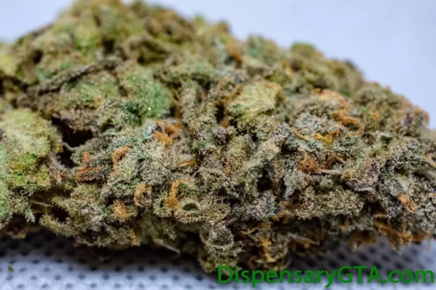 Close up of Fruity Pebble