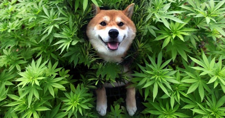 cannabis dog hemp oil
