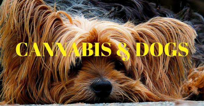 cannabs and dogs