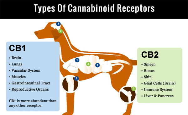 Dog Cannabinoid System
