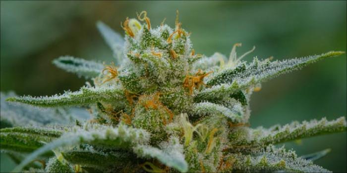 Strong indica plant best of 2018