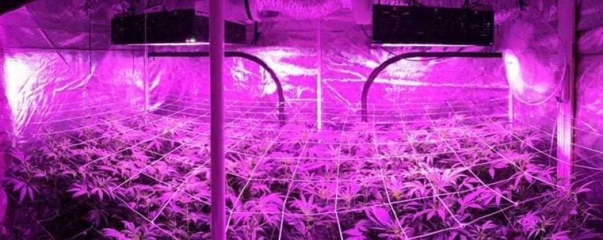 grow lights cannabis