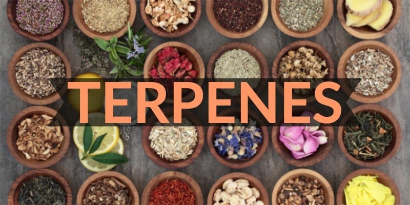 terpenes and spices