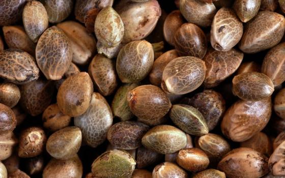 where to find cannabis seeds