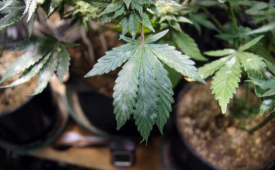 Mold on a Cannabis Leaf