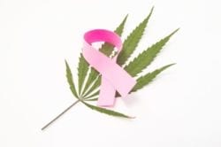 breast cancer cbd cannabis