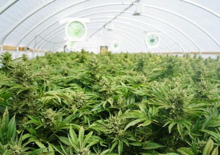 Indoor Cannabis Farm in BC