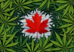 Canadian Marijuana 