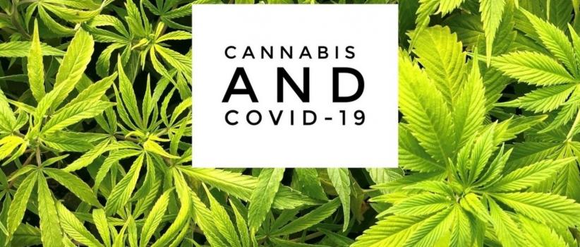 cannabis and covid 19