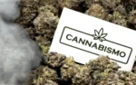 Cannabismo scaled jpg webp