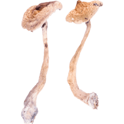 golden teacher online magic mushrooms canada