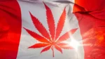 Canadian online weed discord 2021