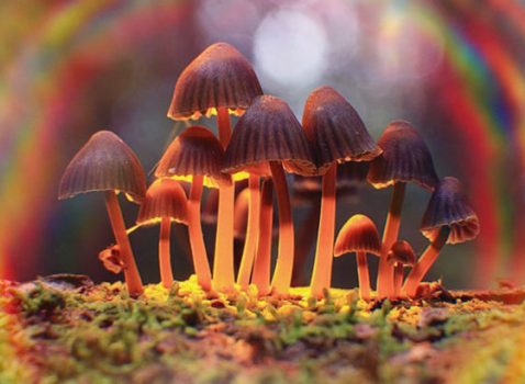 psilocybin magic mushrooms Canada