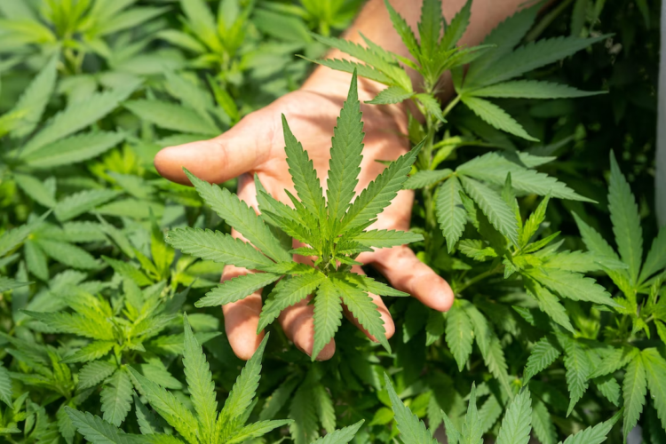 Hand holding cannabis leaf
