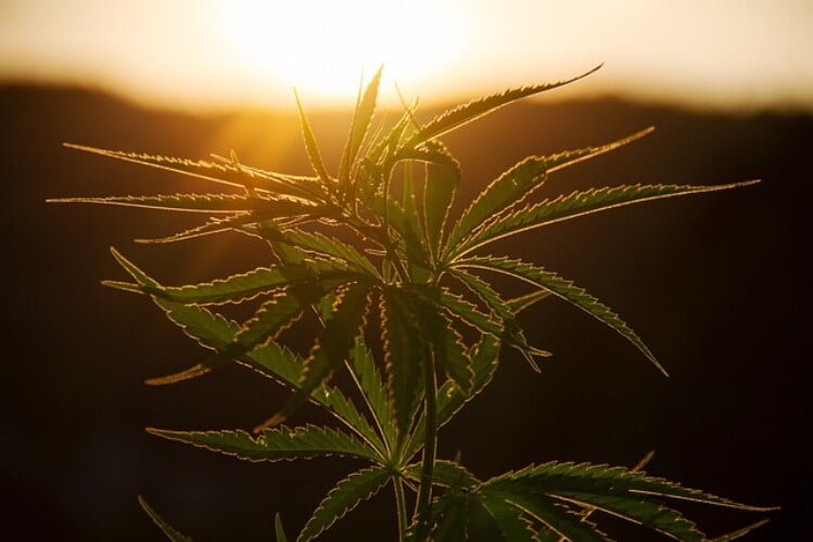 cannabis in the sun